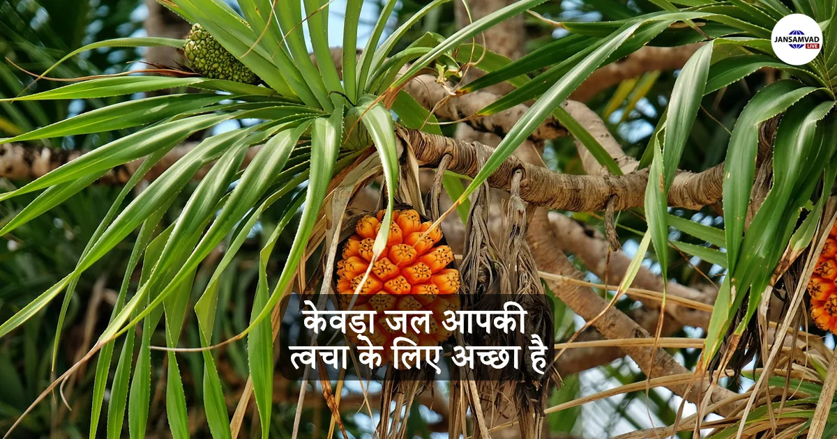 Know how Kewda water is good for your skin