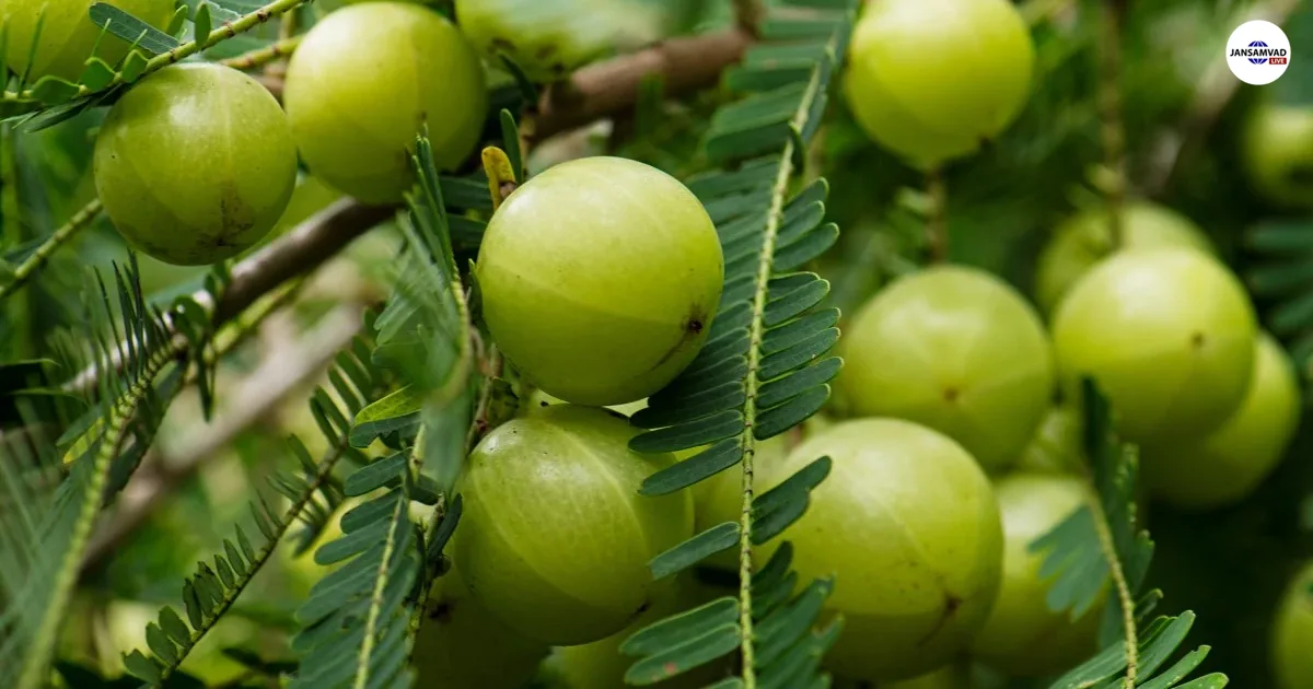 Amla Benefits for High BP