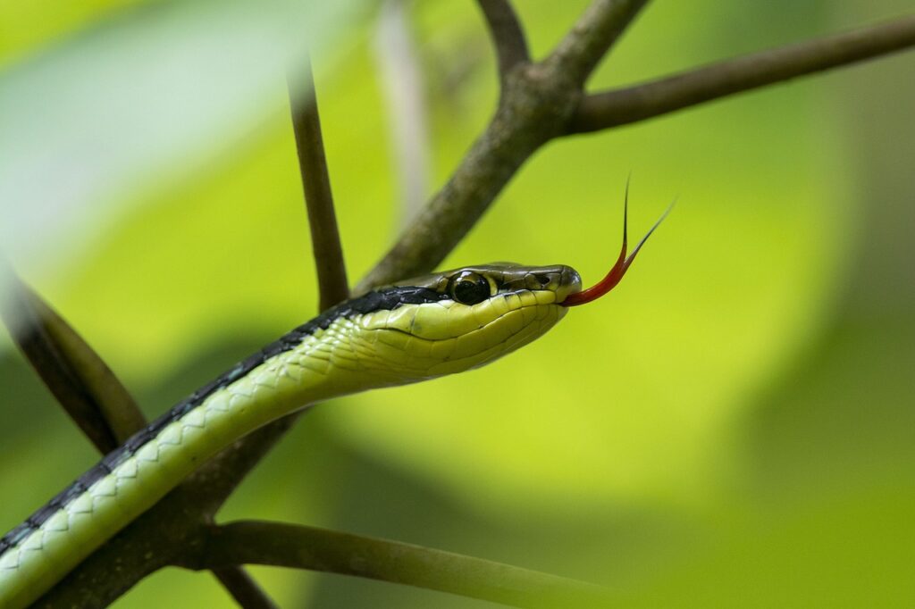 Snake Island