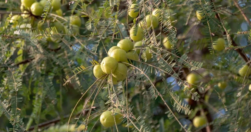 Amla juice hair elixir