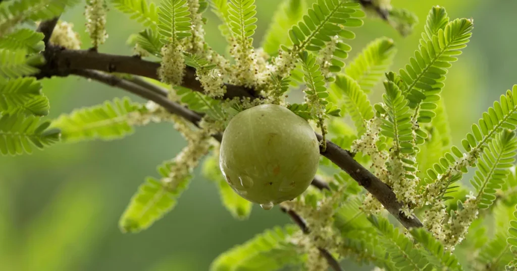 Amla juice hair elixir