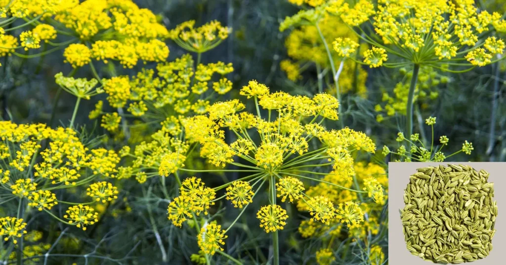 jeera saunf and ajwain powder benefits for gas